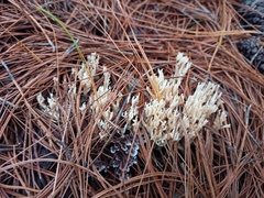 Sebacina schweinitzii