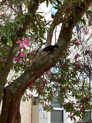 Prosthemadera novaeseelandiae novaeseelandiae