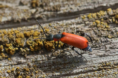 Anthocomus rufus