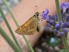 Ochlodes sylvanoides