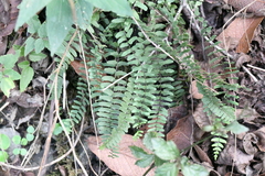 Asplenium resiliens
