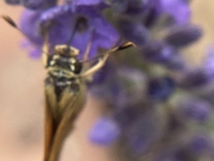 Ochlodes sylvanoides