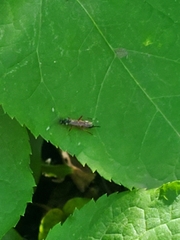 Cryptinae