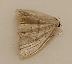 Scopula limboundata