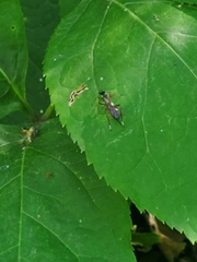 Cryptinae