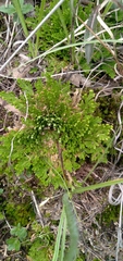 Selaginella lepidophylla