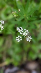 Perideridia gairdneri