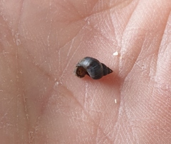 Austrolittorina cincta