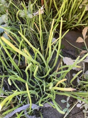 Lilaeopsis occidentalis