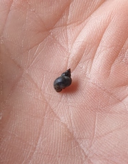 Austrolittorina cincta