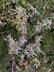 Eryngium