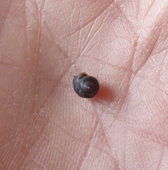 Austrolittorina cincta