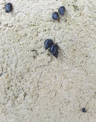 Austrolittorina cincta