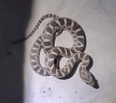 Pantherophis emoryi
