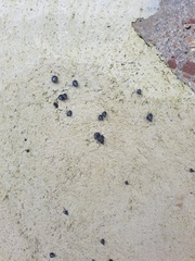 Austrolittorina cincta