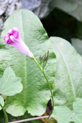 Ipomoea orizabensis collina