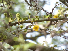 Vachellia caven