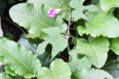 Ipomoea orizabensis collina