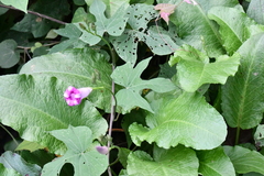 Ipomoea orizabensis collina