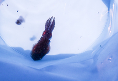Sepioteuthis lessoniana