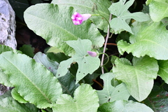 Ipomoea orizabensis collina