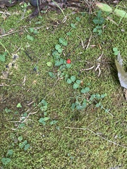 Mitchella repens