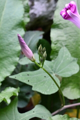Ipomoea orizabensis collina