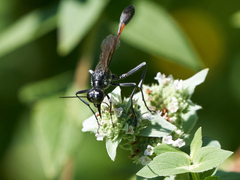 Ammophila procera