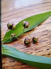 Maianthemum stellatum
