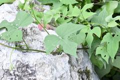 Ipomoea orizabensis collina