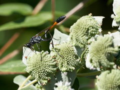 Ammophila procera