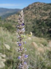Agastache wrightii