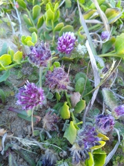 Trifolium grayi