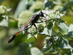 Ammophila procera