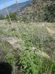 Agastache wrightii
