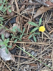 Stylosanthes