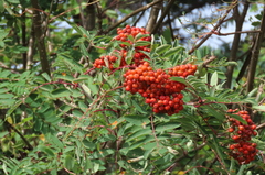 Sorbus americana