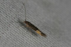 Cosmopterix
