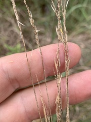 Anthoxanthum odoratum