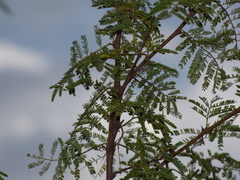 Vachellia caven