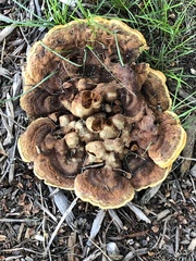 Phaeolus
