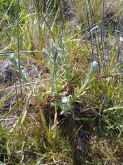 Pseudognaphalium stramineum