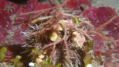 Tripneustes ventricosus