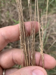 Anthoxanthum odoratum