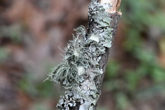 Usnea subelegans