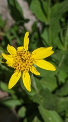 Arnica latifolia