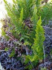 Dryopteris arguta
