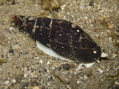 Isara carbonaria