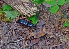 Odontotaenius disjunctus