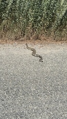 Crotalus oreganus oreganus